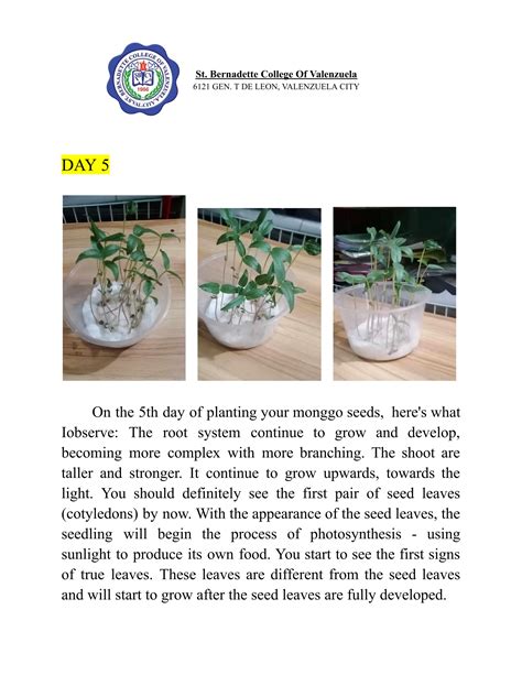 monggo seeds in cotton observation|This study aims to assess the growth of a mongo plant .
